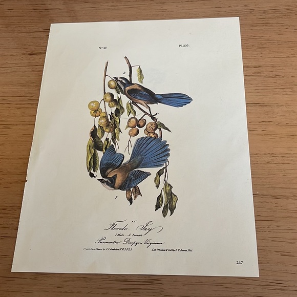 Audubon Florida Blue Jay Print - Picture 2 of 5